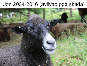 Jon 2004-2016.jpg